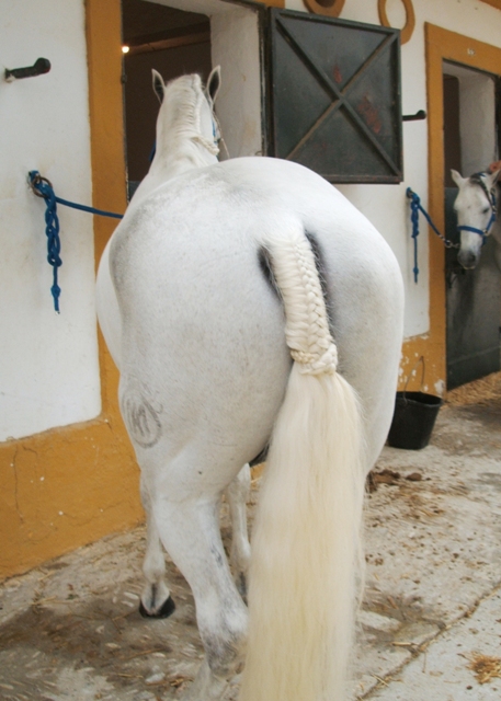 jerez-horse.jpg