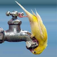 thirsty-bird.bmp